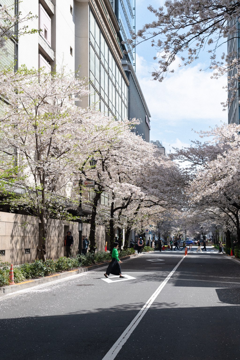 My guide to Japan’s cherry blossom&nbsp;season